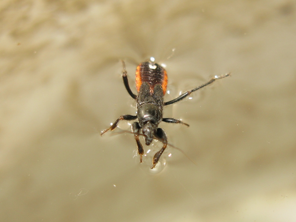 Reduviidae: ninfa di Peirates hybridus del Lazio (VT)